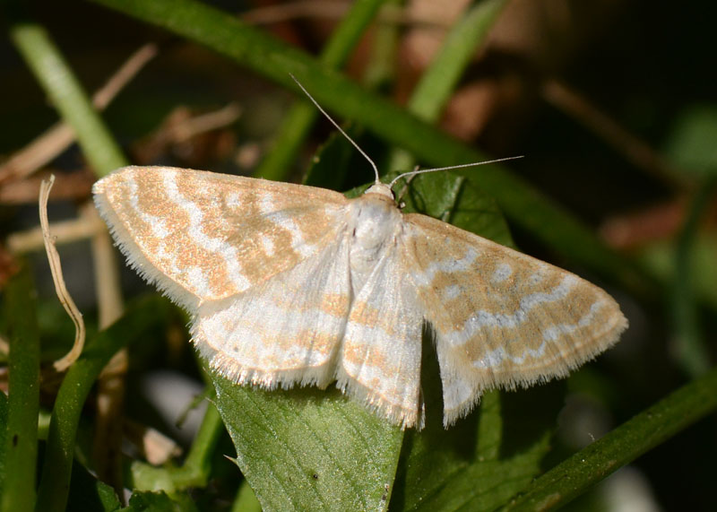 Una nuova Idaea